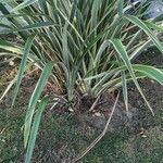 Phormium tenax Лист