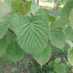 Davidia involucrata List