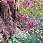 Corylus maxima Blad