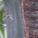 Caryota urens Bark