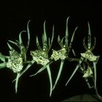 Brassia maculata Kukka