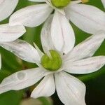 Allium trifoliatum Цвят
