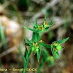 Euphorbia exigua Otro
