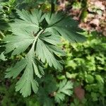 Corydalis nobilis Blatt