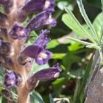 Orobanche lavandulacea Λουλούδι