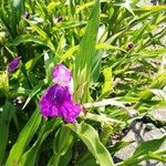 Roscoea purpurea Ліст