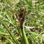 Carex curvula Плід