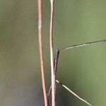 Juncus tenageia Sonstige