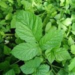 Rubus caesius Leaf