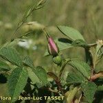 Rosa mollis Other