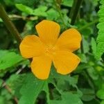 Pavonia burchellii Цвят