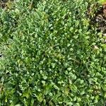 Gamochaeta purpurea List
