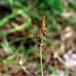 Carex liparocarpos Beste bat