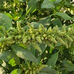 Amaranthus hybridus ശീലം