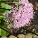 Allium senescens Flor