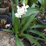 Eleutherine bulbosa Flower