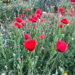 Papaver setiferum Květ