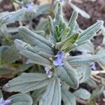 Ajuga integrifolia Habitus