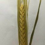 Triticum monococcum Leaf