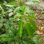 Brassaiopsis glomerulata Leaf