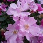 Rosa multiflora Цвят