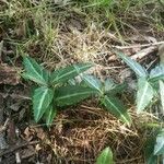 Chimaphila maculata Hoja