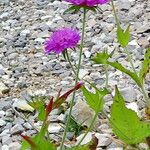 Knautia drymeia Blüte