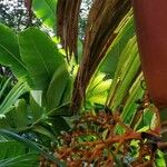 Areca vestiaria Fruit