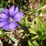 Gentiana pyrenaica Habit