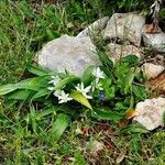 Ornithogalum atticum Folio