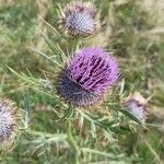 Cirsium eriophorumFlower