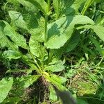 Crepis pontana Leaf