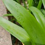 Agapanthus umbellatus Leaf