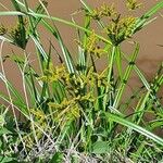 Cyperus latifolius Flor