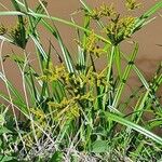 Cyperus latifolius Квітка