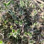 Barleria delamerei Leaf