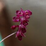 Bulbophyllum sanfordii Flower