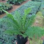 Blechnum brasiliense Листок