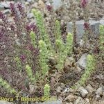 Sideritis montana Habitat