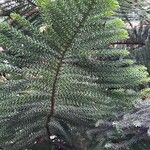 Araucaria laubenfelsii برگ