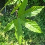 Filipendula rubra Folha