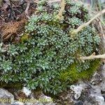 Saxifraga diapensioides Yeri