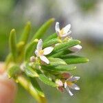 Strumpfia maritima Bloem