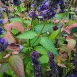 Agastache rugosa Blatt