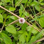 Phyla lanceolata Flor