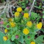 Inula conyza Flor