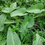 Ipomoea aquatica Leaf