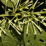 Cestrum microcalyx Flower