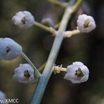 Drimia urgineoides Flower