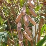 Crotalaria retusa Fruto